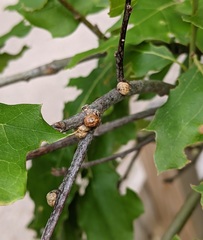 Allokermes galliformis