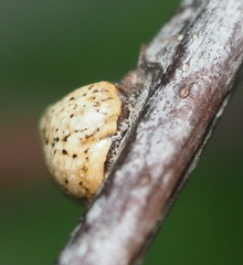 Allokermes galliformis