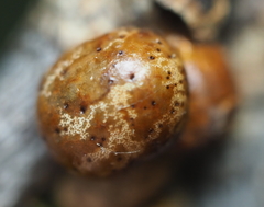 Allokermes galliformis