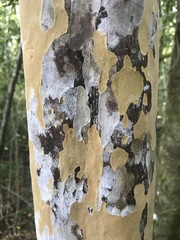 Ochna arborea