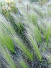 Hordeum jubatum