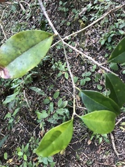Ochna arborea