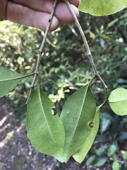 Ochna arborea