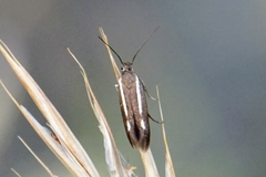 Scythris knochella