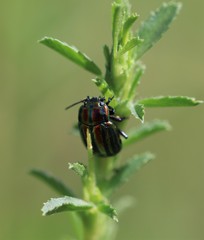 Chrysolina cerealis