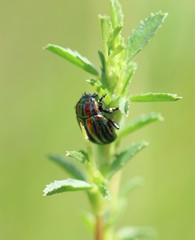 Chrysolina cerealis