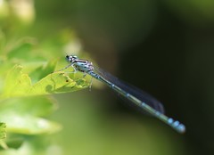Coenagrion puella
