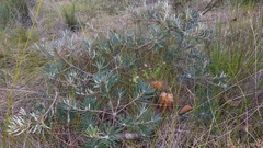Banksia vincentia