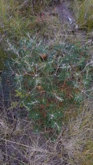 Banksia vincentia