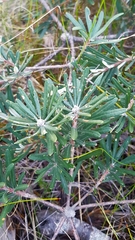 Banksia vincentia
