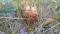 Banksia vincentia