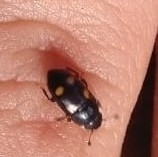 Glischrochilus hortensis