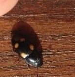 Glischrochilus hortensis