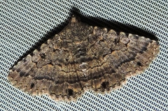 Diatenes aglossoides