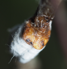 Pulvinaria innumerabilis