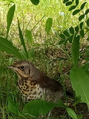 Turdus pilaris