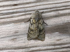 Agrotis simplonia