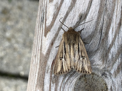 Mythimna anderreggii