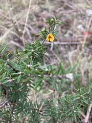 Pultenaea juniperina