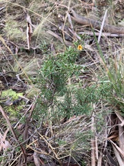 Pultenaea juniperina