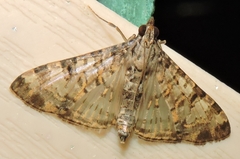 Dysallacta negatalis