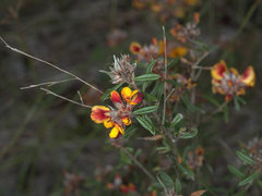 Pultenaea myrtoides