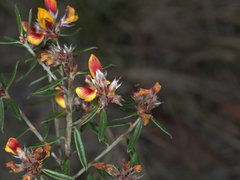Pultenaea myrtoides