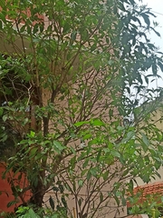 Tabernaemontaneae