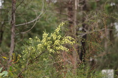 Acacia genistifolia