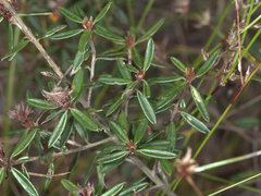 Pultenaea myrtoides