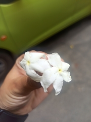 Tabernaemontaneae