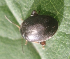 Scirtes hemisphaericus