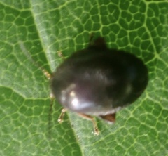 Scirtes hemisphaericus