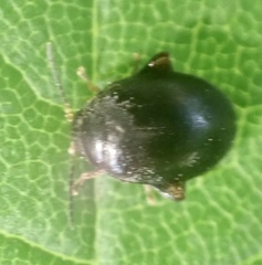 Scirtes hemisphaericus