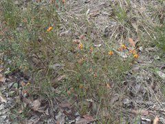 Pultenaea myrtoides