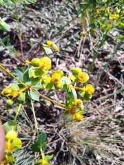 Euphorbia stepposa