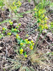 Euphorbia stepposa