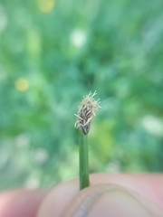 Eleocharis mamillata
