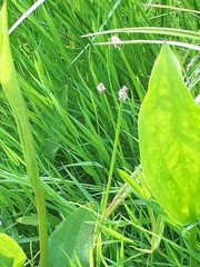 Eleocharis mamillata
