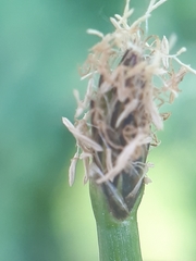 Eleocharis mamillata