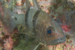 Apogonichthyoides sialis