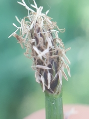 Eleocharis mamillata