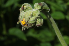 Ligularia calthifolia