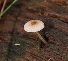 Mycena carmeliana
