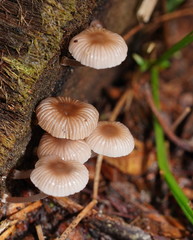 Mycena carmeliana