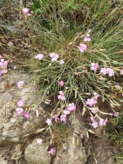 Dianthus caryophyllus