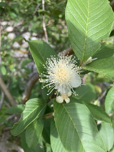 Psidium guajava