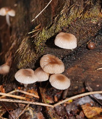 Mycena carmeliana