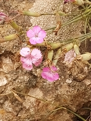 Dianthus caryophyllus