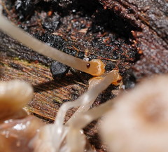 Mycena carmeliana